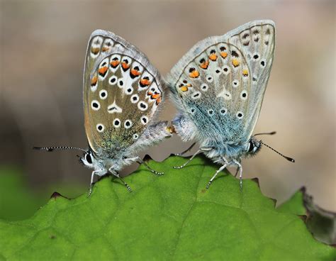 Common Blue Butterflies Mating Common Blue Polyommatus Ic Flickr