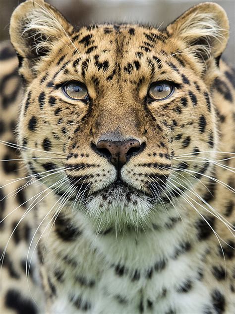 Amur Leopard Wallpapers Top Free Amur Leopard Backgrounds