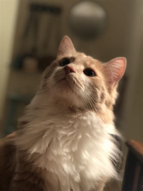 Portrait Mode Was Made For Taking Cat Pics Rcats