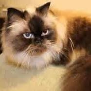 Colorado persian cat rescue group directory. Persian And Himalayan Cat Rescue - Nonprofit Giving ...