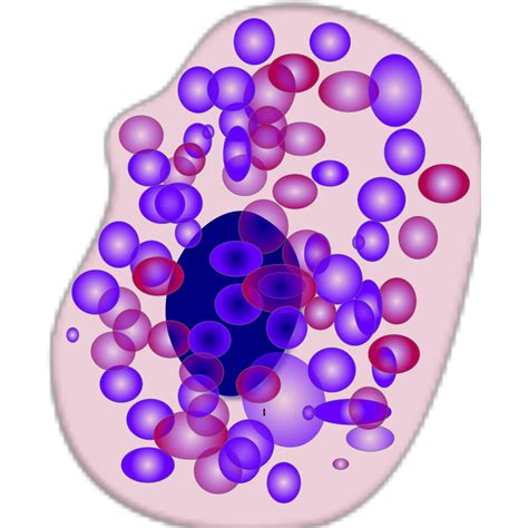 Body Cell Png Transparent Body Cell Png Images Pluspn