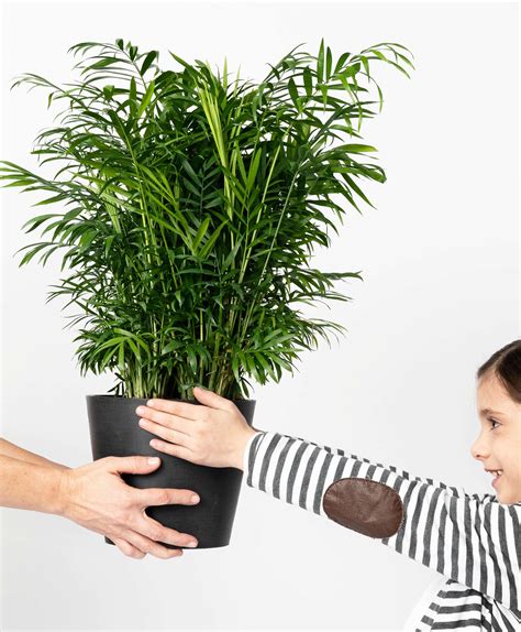 You would apply a fertilizer like this more often than one that feeds up to 6 months. Buy Potted Parlor Palm Indoor Plant | Bloomscape