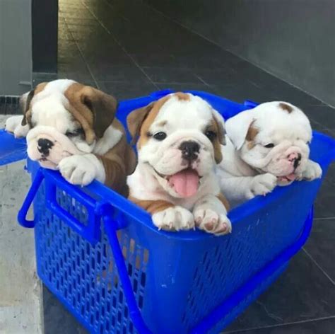 These bullies just turned 7 weeks old and they are now fat little tanks. Pin by Bulldog Planet on Bulldog Puppies | Bulldog puppies ...