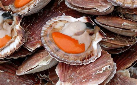 Noix de Saint Jacques sur son lit de légumes au curcuma et safran