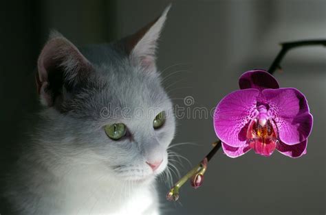 You may want to repot your orchid every few years. White cat and orchid stock image. Image of looking, time ...