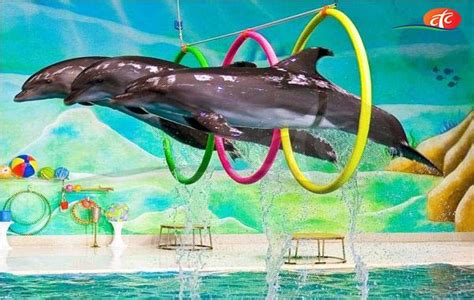 Dolphinarium Dolphin And Seal Show Tickets Dubai Dolphinarium