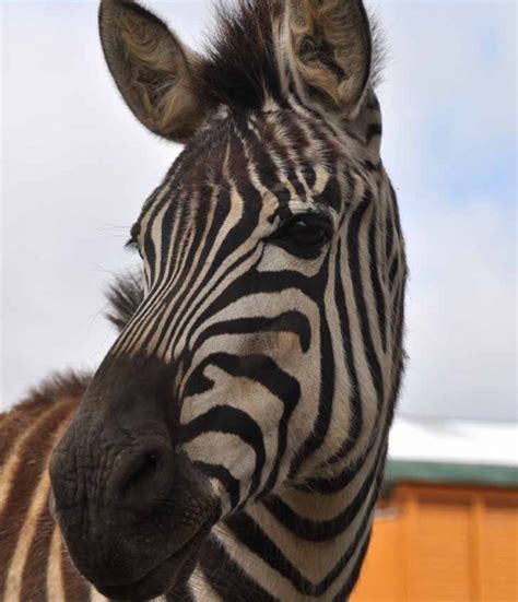 Grants Zebra Plumpton Park Zoo