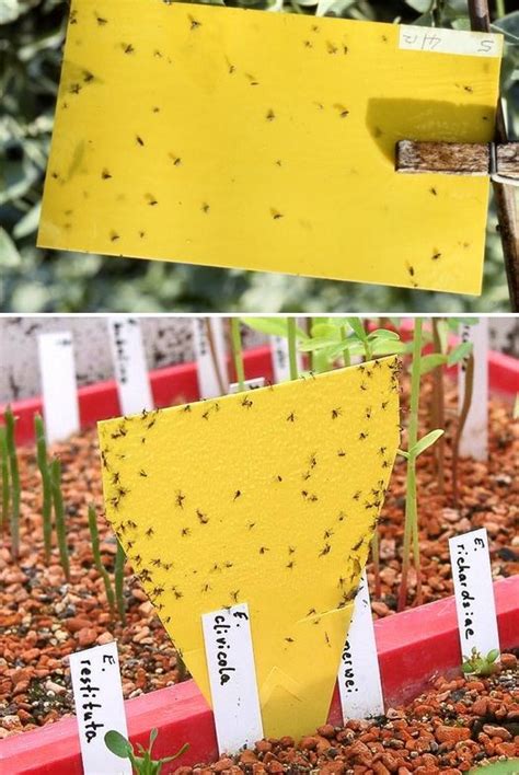 These little buggers have decided to invade my plants right under my nose how could i have missed these bastards. How To Kill Fungus Gnats | Gardening ? | Pinterest ...
