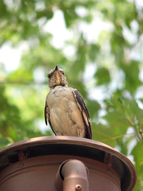 Bird | Free Stock Photo | Bird sitting on top of a lamp post | # 1982