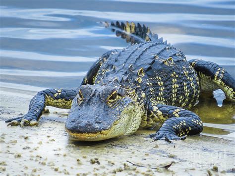 Florida Alligator Closeup Photograph By Zina Stromberg Pixels