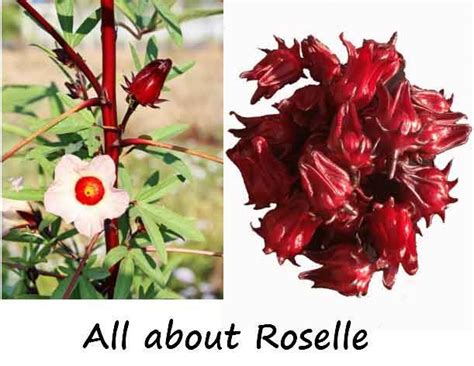 Edible hibiscus flowers health benefits. Roselle nutrition, proven health benefits and recipes ...