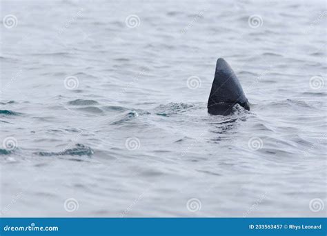 3 - Basking Shark Dorsal Fin Swims Away, Poking Above the Sea Water