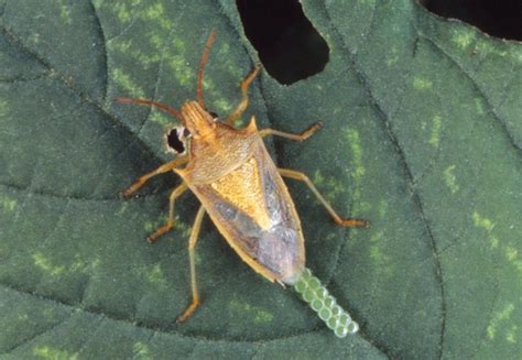 How To Tell The Difference Between Good Stink Bugs And Bad Stink Bugs