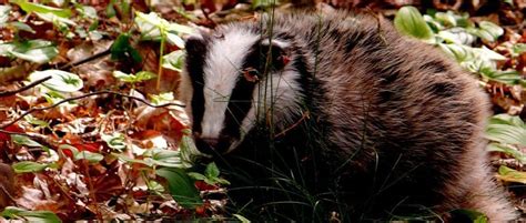 10000 Badgers Could Be Killed In This Years Culls