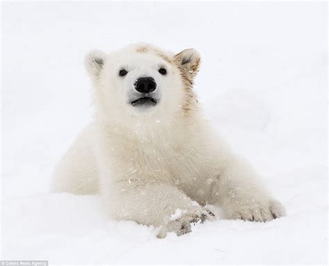 This standing plush toy is based on ice bear, a character from the popular cartoon network show we bare bears. it features accurate details sure to please fans of the show. Adorable polar bear cub plays with mother in Finland ...