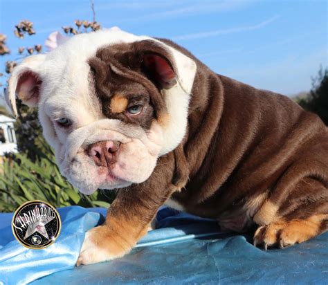 Panel can be purchased on myvgl. Gallery - Planet Merle English Bulldogs - Home of the ...
