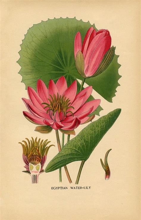 12 Water Lily Images Lotus Flowers Botanical Drawings Botanical