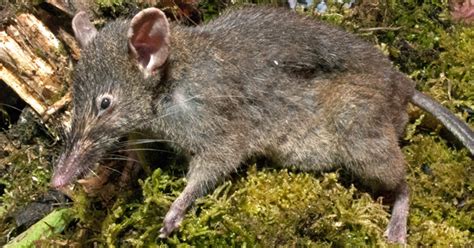 Worm Slurping Rat Discovered Australian Geographic