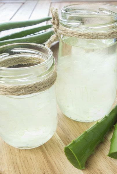 If you want to live a healthy lifestyle, then embrace aloe vera tea for its nutritional benefits. Healthy Life: Learn about the great benefits of aloe vera ...