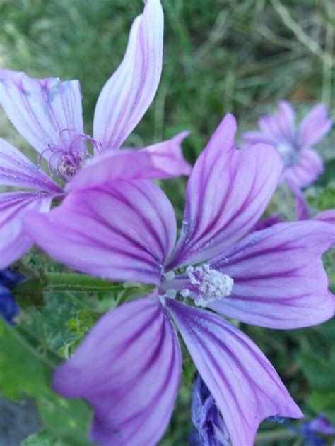 Purple Flowers Plants Natural Forms