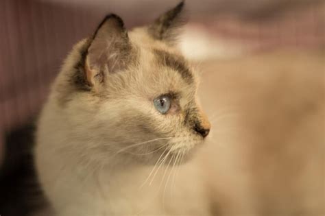 Children's bureau of southern california. Adopt River on | Adoption, Pets, Siamese cats