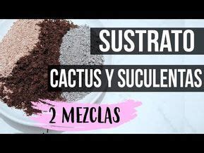 Un suelo muy compensado para suculentas en general podra ser el siguiente: COMO PREPARAR SUSTRATO PARA CACTUS Y SUCULENTAS 2018 - 2 ...