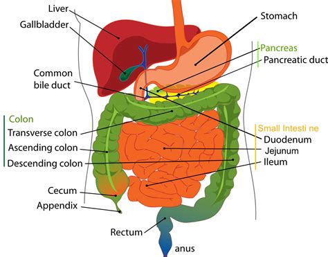 Your lower back, on your left side. Left Side Pain; Symptoms, Causes & Home Remedies