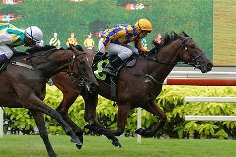 All Too Hard Treble In Singapore Vinery Stud
