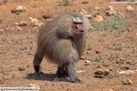 Famed for large predators, like lions and cheetahs, its savannahs are also home to a wide variety of grazing animals, as well as elephants. African Animals List With Pictures, Facts, Information ...