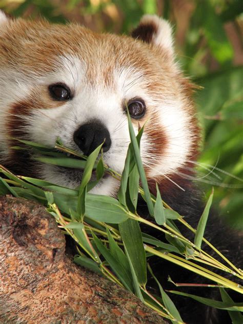 Red Panda Free Stock Photo Closeup Of A Red Panda Eating Bamboo 774