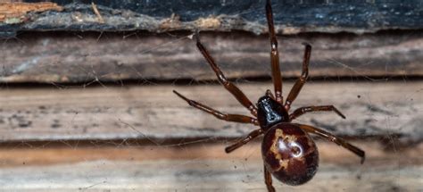 How To Spot A False Widow Spider And How To Get Rid Of Them