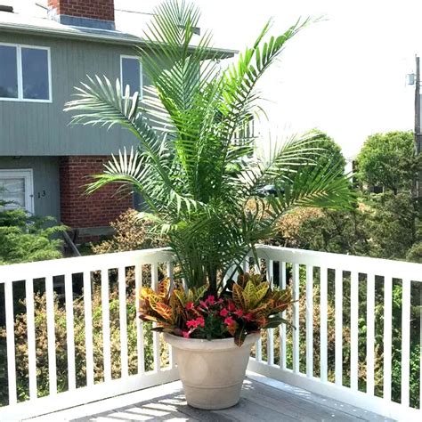 Container Palm Trees Ideas 650x650c Florida Palm Trees
