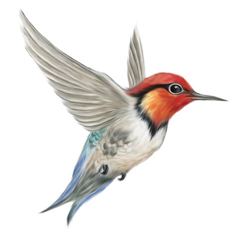 Collection Of Bird Hd Png Pluspng