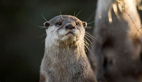 Feared to be nearly extinct, otters could be making a comeback in