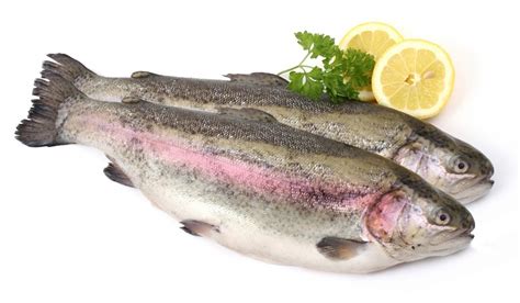 Alabalık salmonidae ailesine ait birçok farklı balık türünü içeren genel. Öyküm Su Ürünleri | Alabalık