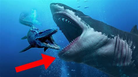 Megalodon's name literally means 'big tooth' and with good reason — its jaws were strong enough to crush a car. Datos MAS SORPRENDENTES Sobre El Megalodón! - YouTube