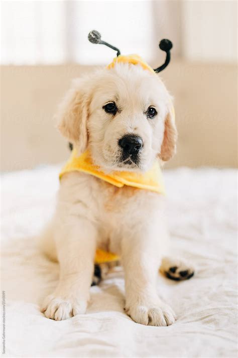 Golden Retriever Puppy Dressed As A Bee By Stocksy Contributor
