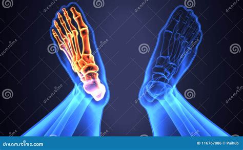 3d Illustration Of Skeleton Feet Bone Anatomy Stock Illustration