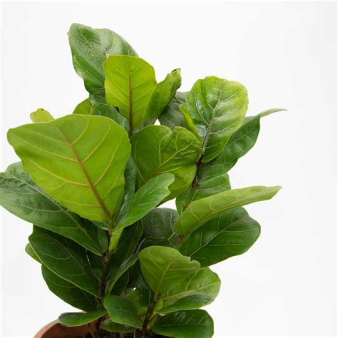 Maybe you would like to learn more about one of these? Fiddle Leaf Fig in Medium Ceramic Pot | Houseplants ...