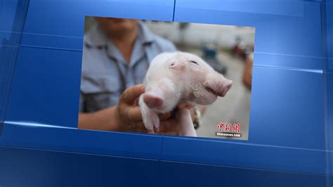 Chine Un Bébé Cochon à Deux Têtes Découvert à Tianjin