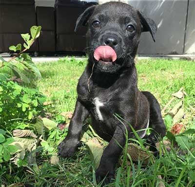 We have beautiful rottweiler mix puppies for sale. The Pitbull Rottweiler Mix (Pitweiler): The Ultimate Guide