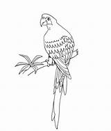 Parrot Coloring Printable Animal sketch template