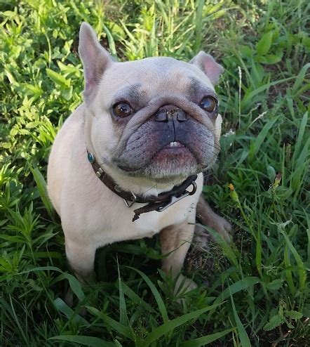 Older French Bulldogs For Sale in Texas