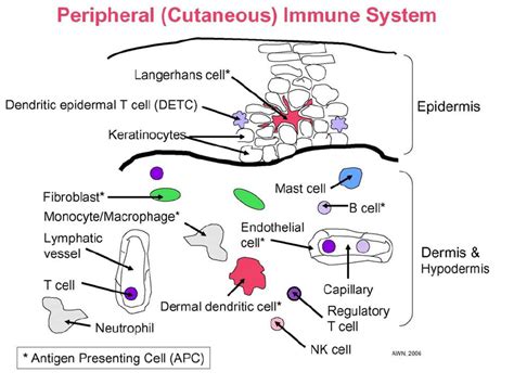 Cells Of The Peripheral Immune System In Amphibian Skin Although Not