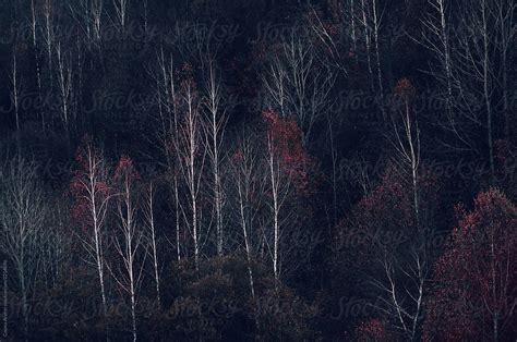 Dark Autumn Forest Wallpapers Wallpaper Cave