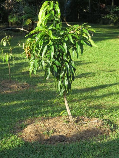 How To Grow A Mango Tree From Seed Hubpages