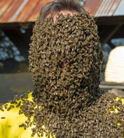 Wearing A Beard Of Bees