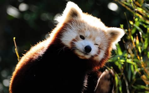 Extraordinary Red Pandas Paradoxoff