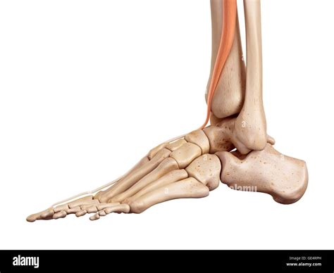Anatomía Del Pie Humano Ilustración Fotografía De Stock Alamy