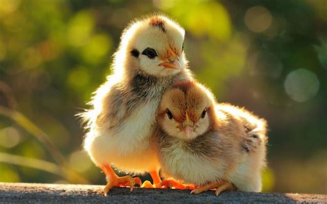 Cute Chicken Images Galleries With A Bite